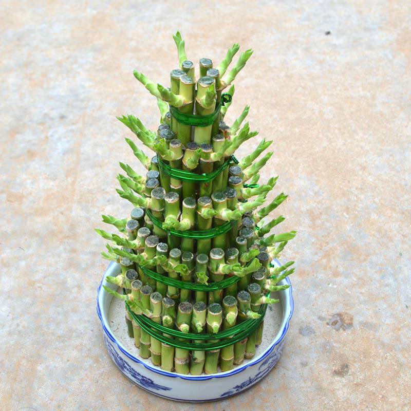 节节高竹塔富贵竹水培植物花卉水养室内办公室绿植花卉