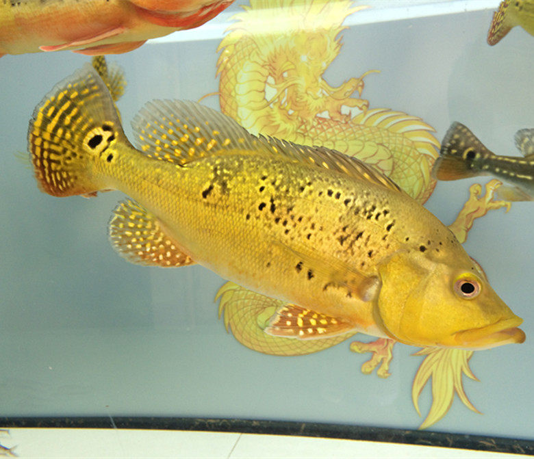 巴西西亚24k三间龙鱼短身大型活体黄金帝王鱼