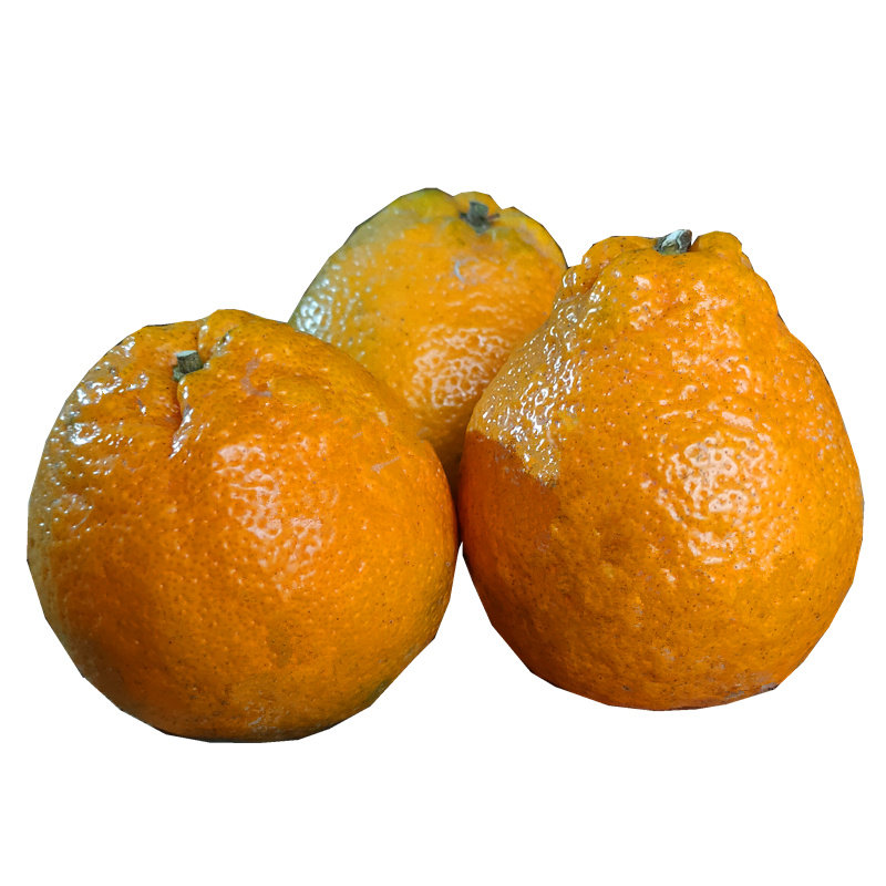 特级瓯柑温州丽水特产苦橘苦柑丑橘应季农产品欧柑鲜果10斤装包邮