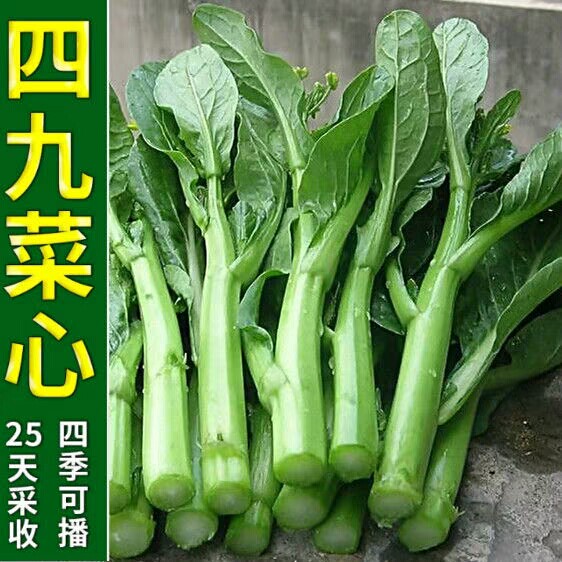 菜心种子广东多芽油青甜菜菜苔蔬菜四季四九家庭园艺种子