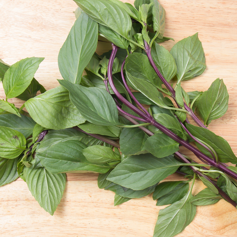 新鲜九层塔草包香草鸡鱼三杯罗勒食用功食冬阴其它