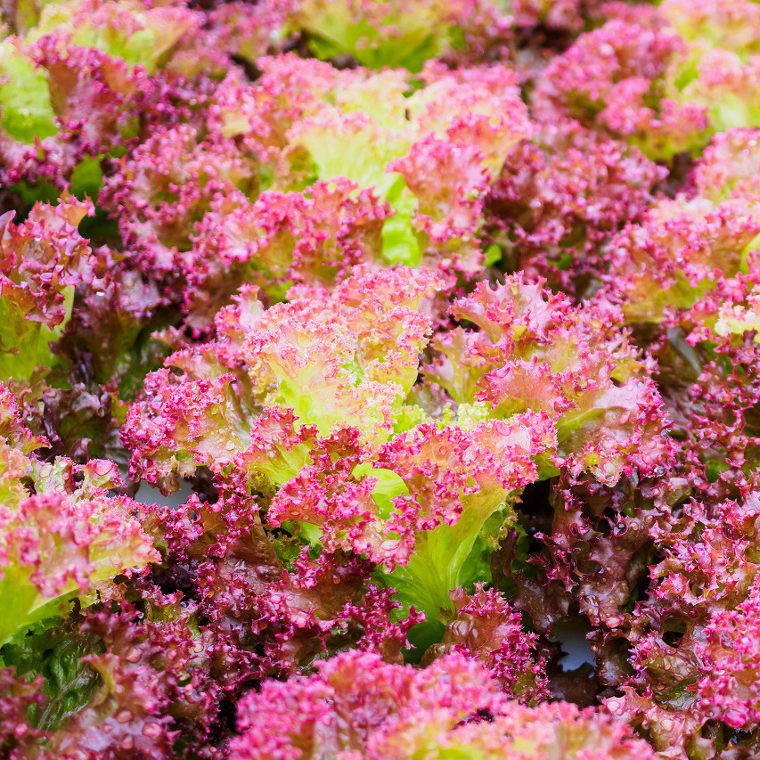 生菜新鲜红叶蔬菜沙拉即食500g烤肉西餐轻食其它