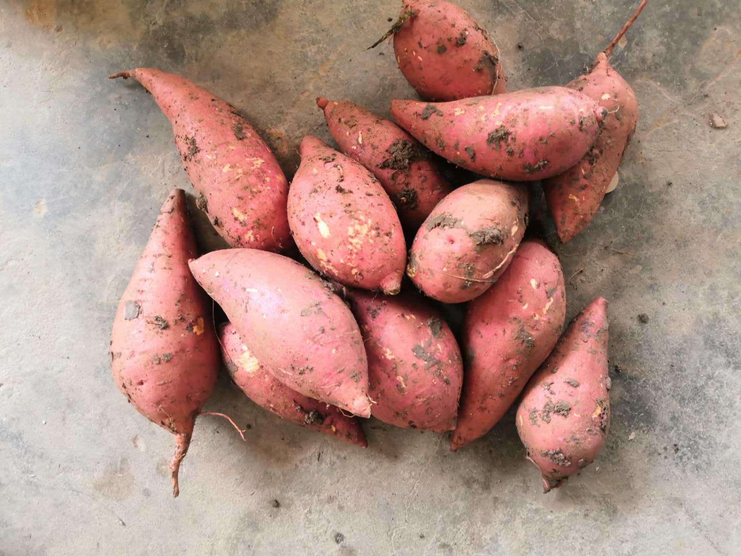 湖北农家自种红薯新鲜番薯农村现挖沙地红心番薯