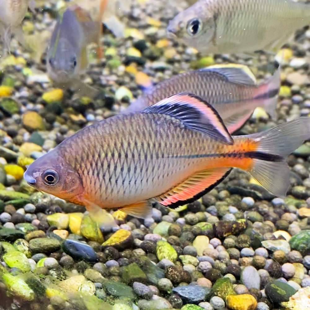 泉州齐氏中国原生冷水观赏鱼稀有鳑鲏小型淡水鱼鱼