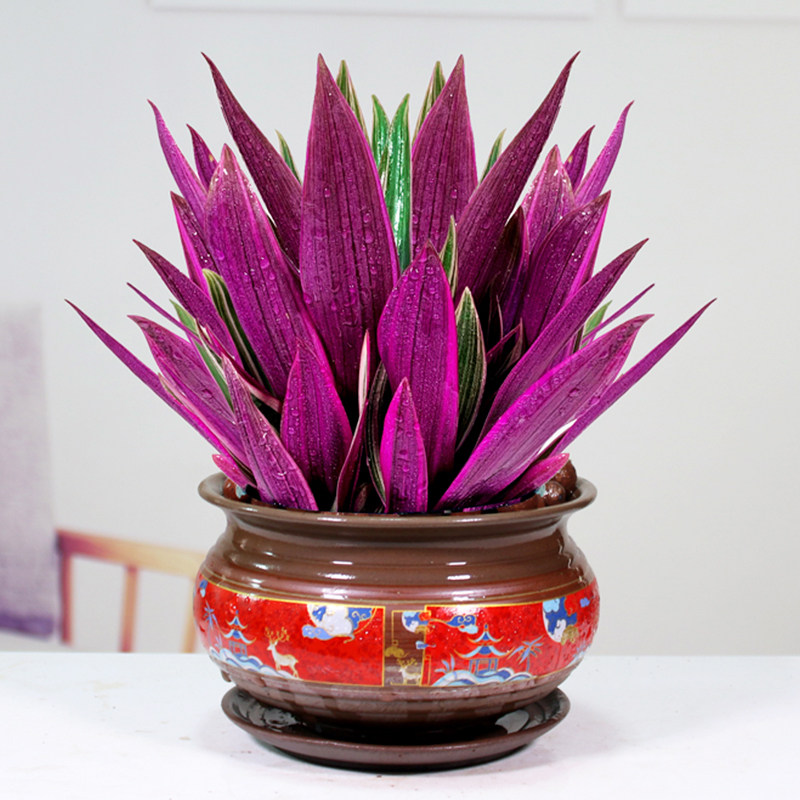 紫露吊兰盆栽植物桌面客厅绿植花卉办公办公室绿植