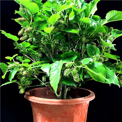 桑葚树苗盆栽当年结果四季食用桑树果树好养植物办公室净化空气绿植