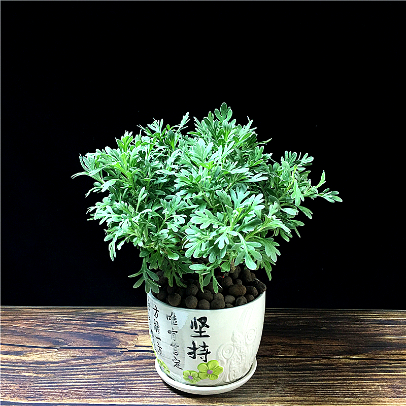 绿植芙蓉盆栽花卉植物室内办公室桌面绿植