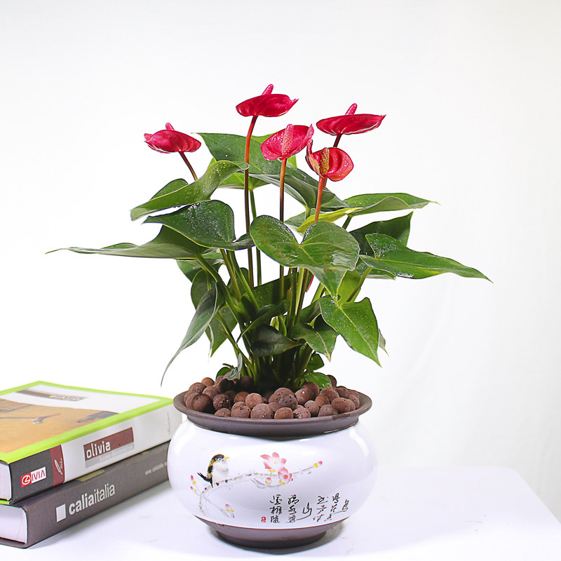 红掌盆栽一帆风顺花卉植物室内办公室好养绿植四季时令草本花卉