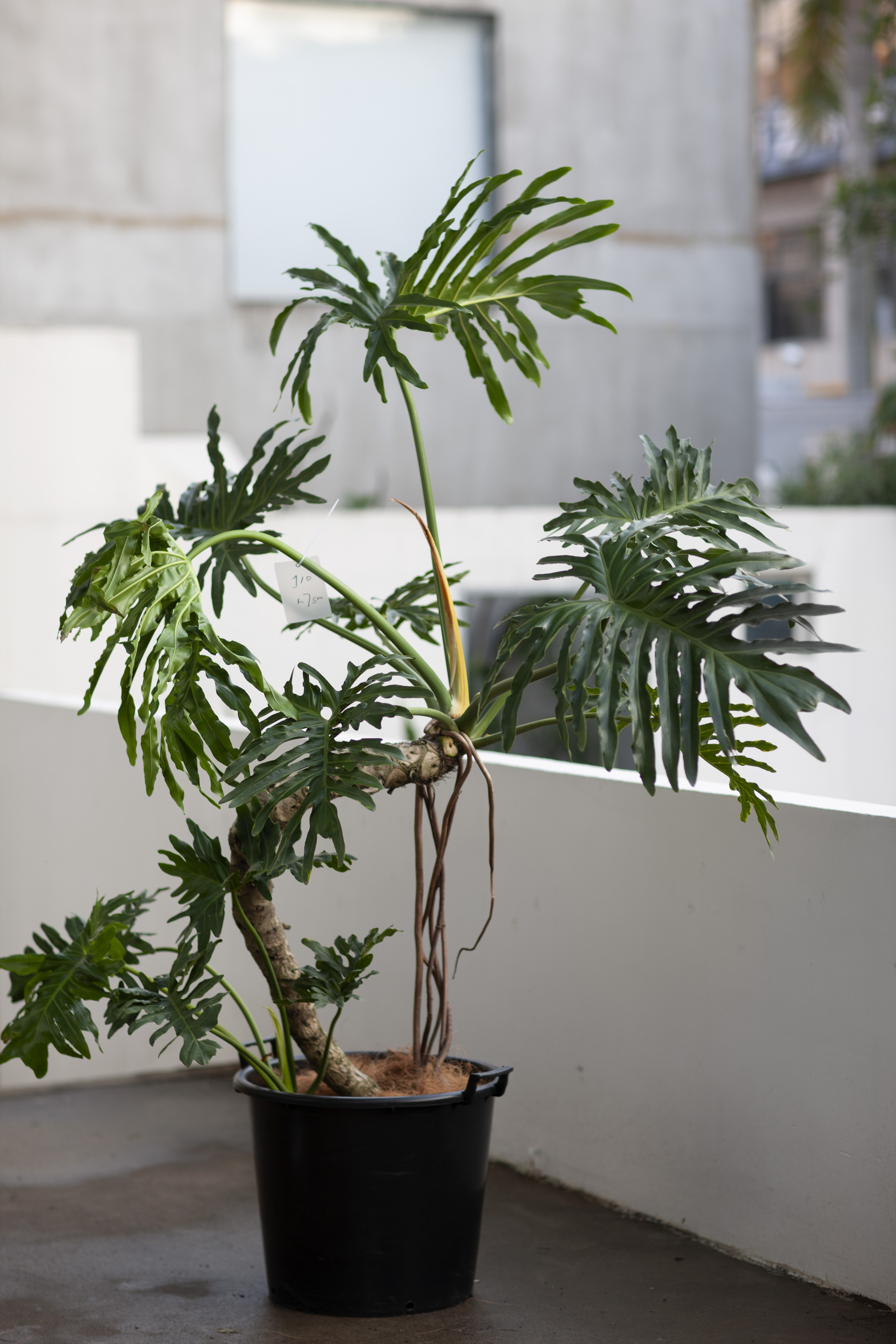 the one | 设计师空间系列 一物一拍 多年生龙鳞老桩春雨