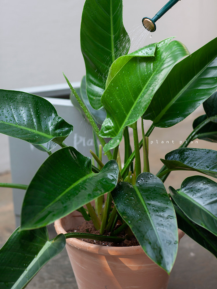 plantplan大冠幅绿钻北欧窗台绿植绿植