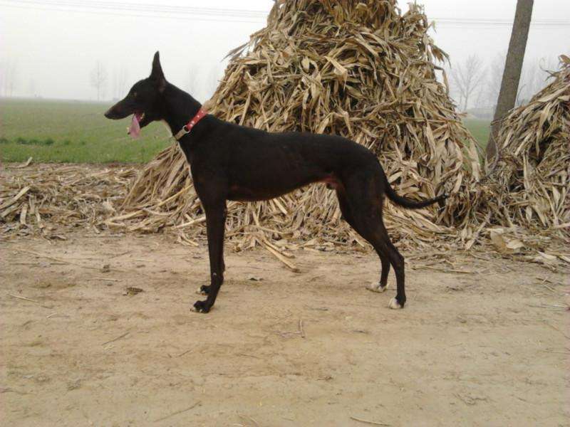 幼犬纯种格力力犬灵缇活体幼崽狩猎猎犬猎兔畜牧