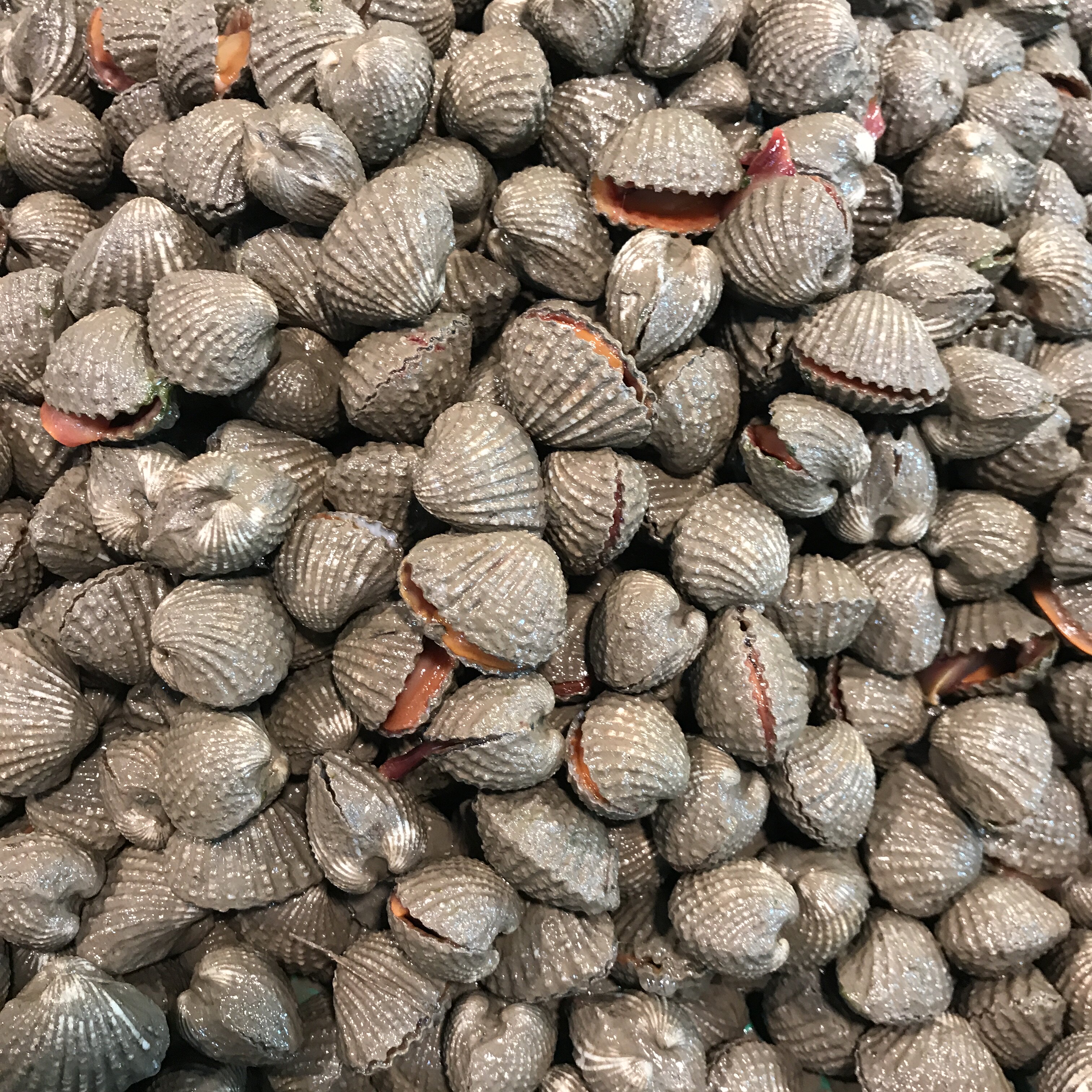 贝壳温州乐清血蛤花蛤带泥鲜活新鲜泥螺500g泥螺