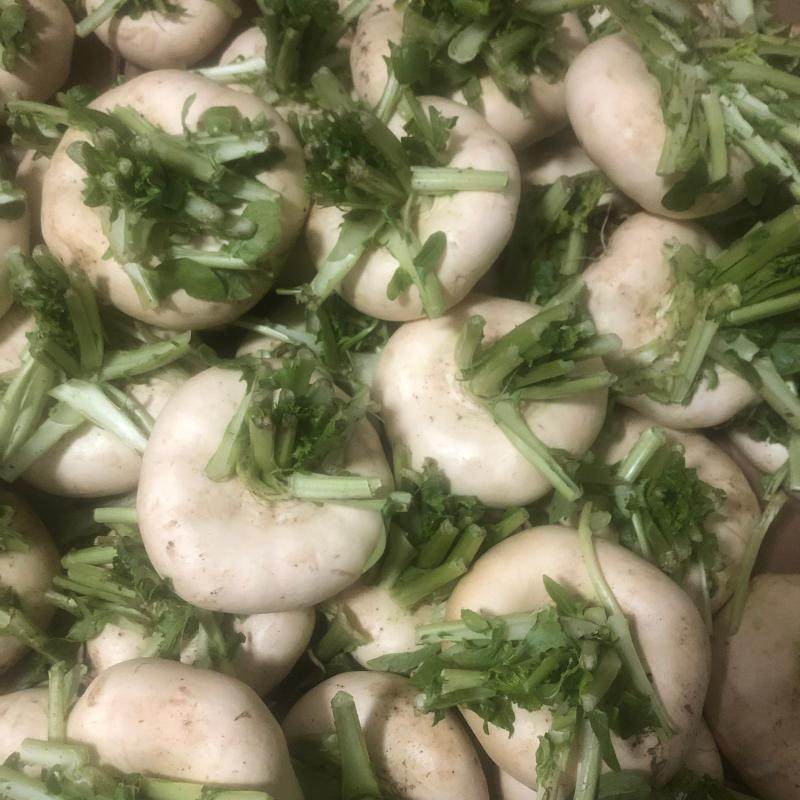 温州盘菜圆菜头头菜扁头大头菜高山5斤特产鲜嫩其它