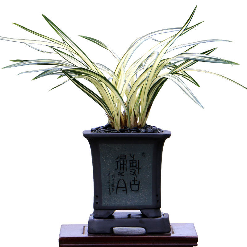 翁源兰花苗墨兰铭品白衣神相中透金边艺奇花送礼高端绿植原盆栽发