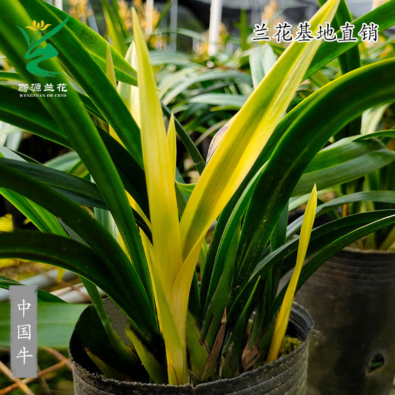 翁源兰花墨兰精品中国牛玉如意带花朱金浓香好养室内花卉绿植盆栽