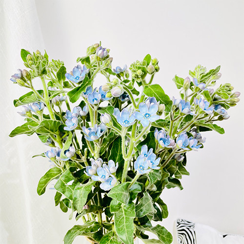 鲜花新鲜蓝星花家庭办公室水养花期云南基地地直鲜花速递同城