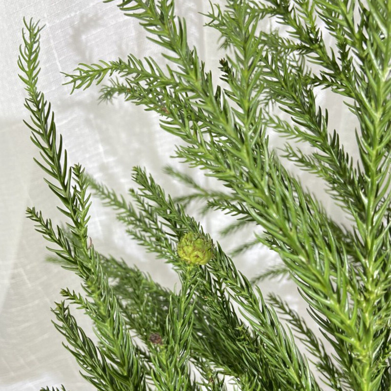 圣诞节花材新鲜天竺少女鲜花装饰圣诞树松柏柏树鲜花速递同城