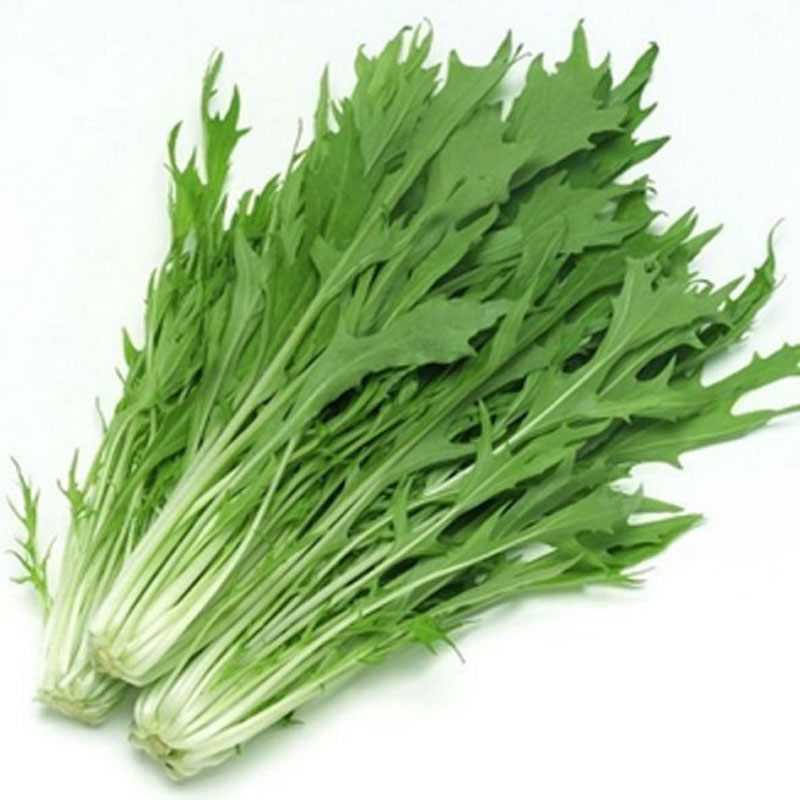日本水菜紫京水菜千筋菜种子蔬菜基地家庭园艺蔬菜种子