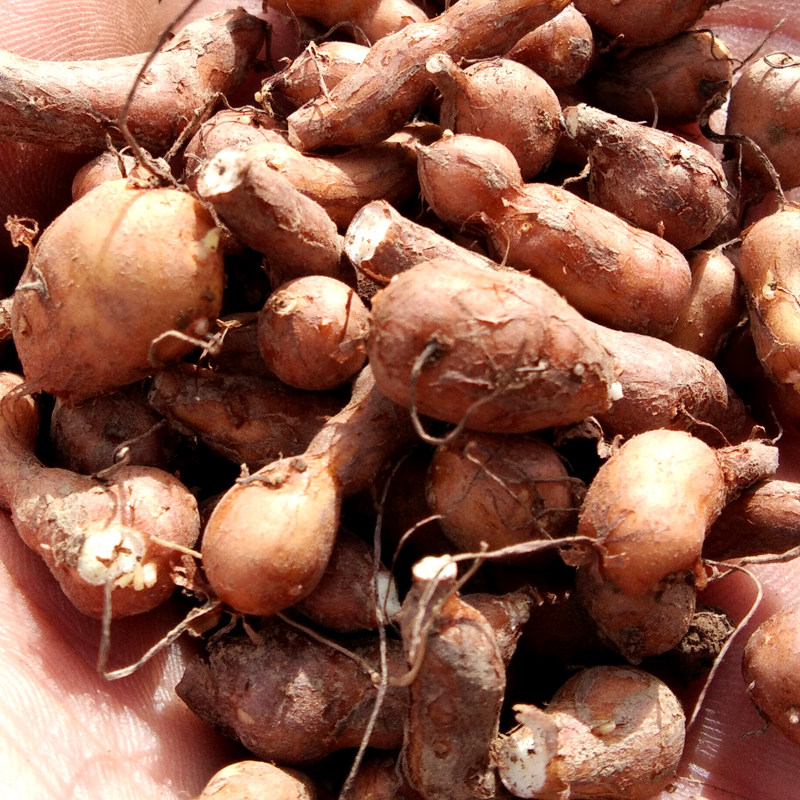 甘南藏区特产新货精选野生蕨麻500g煮粥人参果厥麻撅麻非青海包邮