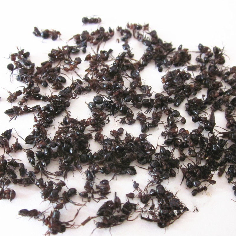 长白山野生红蚂蚁个大干净500克蚂蚁