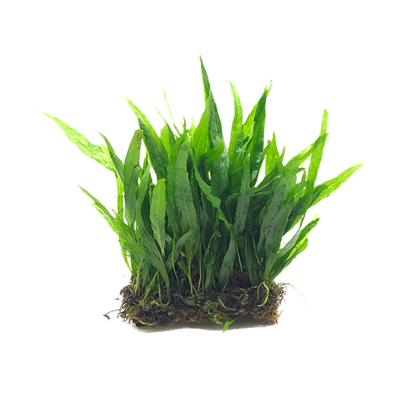 丹麦新手真植淡水造景沉木阴性水草细叶叶新手水草