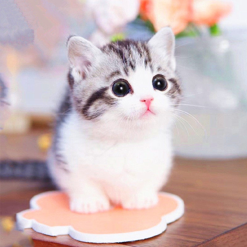 美短猫虎斑标斑小猫咪活物幼体曼基康矮脚短腿猫咪