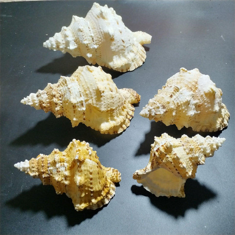 石号螺天然海螺超大摆件可听听海风声鱼缸造景海螺