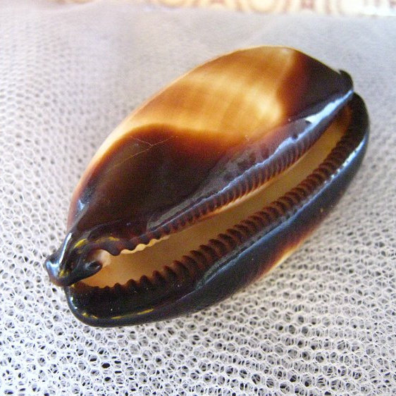 店之酒桶宝螺收藏海螺贝壳高档礼品老婆男友海螺