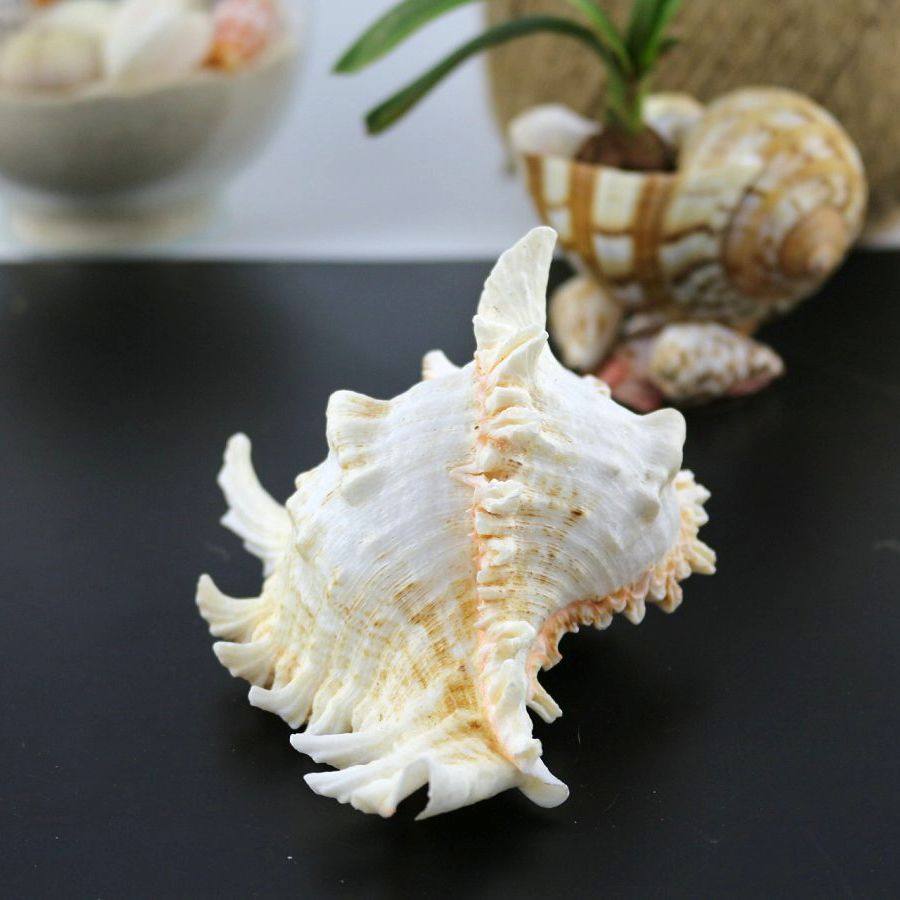 白千手海螺摆件造景鱼缸地台橱窗创意海螺