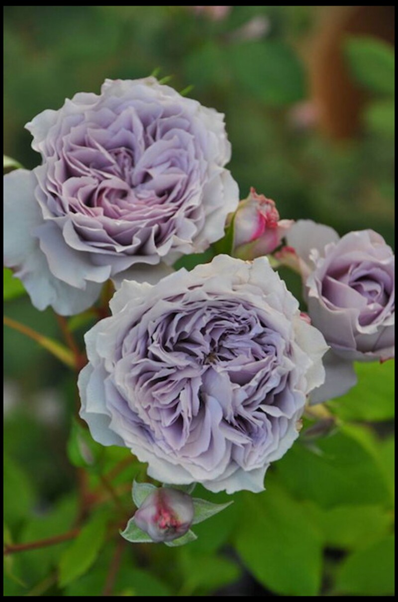 花隐日本月季古董怀表可藤可灌季节重复开花月季