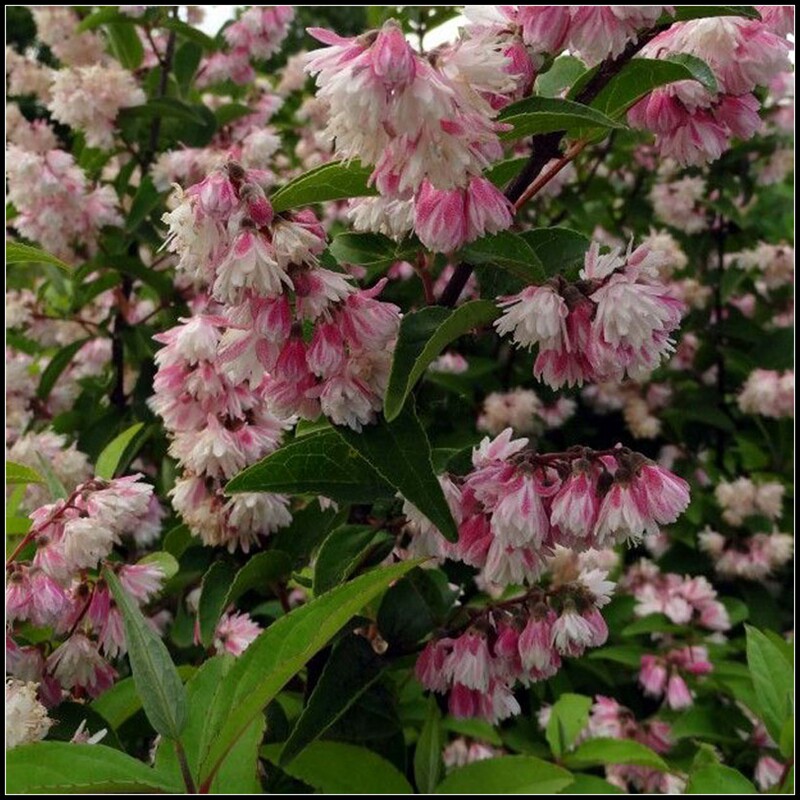 花隐粉色植物花园花卉灌木落叶樱花园艺家夏樱花时令草本花卉