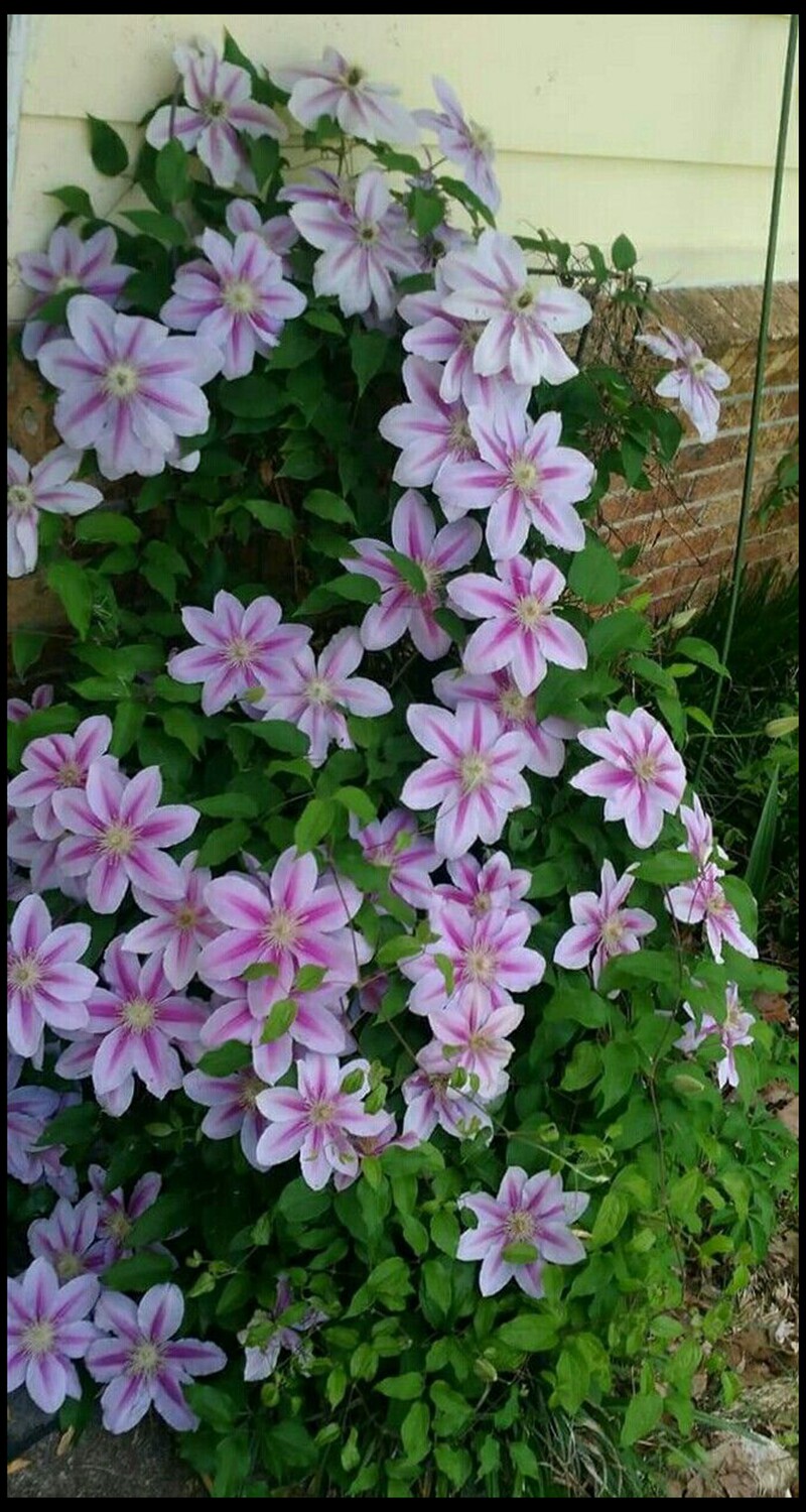 花隐园艺家铁线莲蜜蜂之恋超大花轮多季勤花爬藤本条纹盆栽花卉