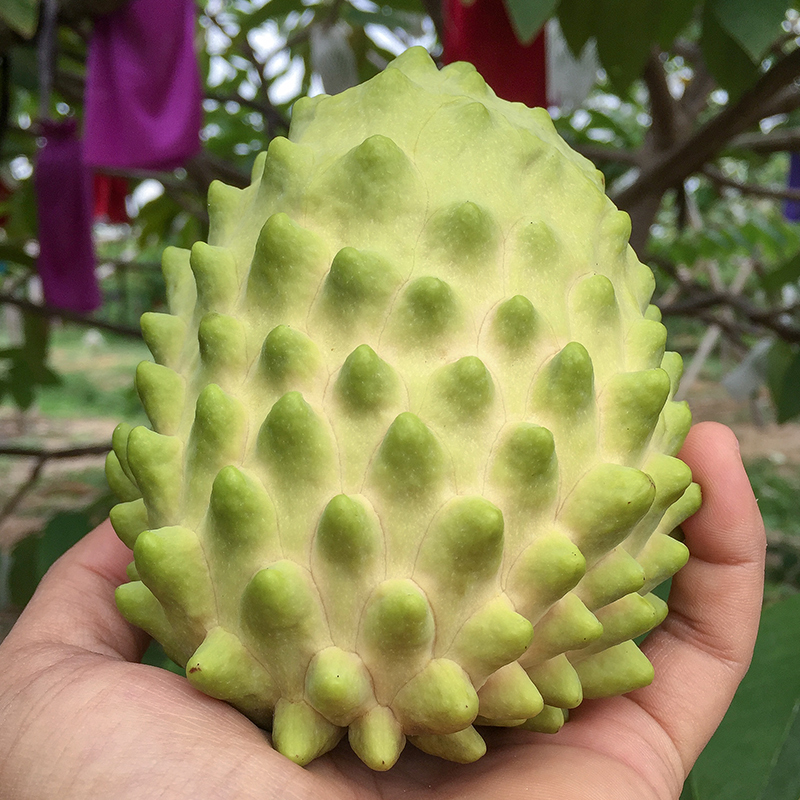 台湾凤梨释迦果新鲜番荔枝15斤佛头果牛奶释迦摩尼水果整箱包邮1