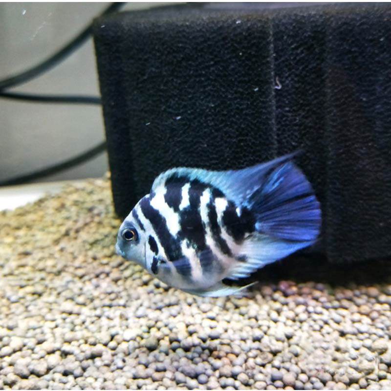 迷你元宝鹦鹉鱼活鱼淡水观赏鱼小型鱼可繁殖草缸鱼