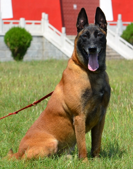 纯种马犬幼活体爆红马犬军犬警犬猎犬德国牧羊犬狗狗