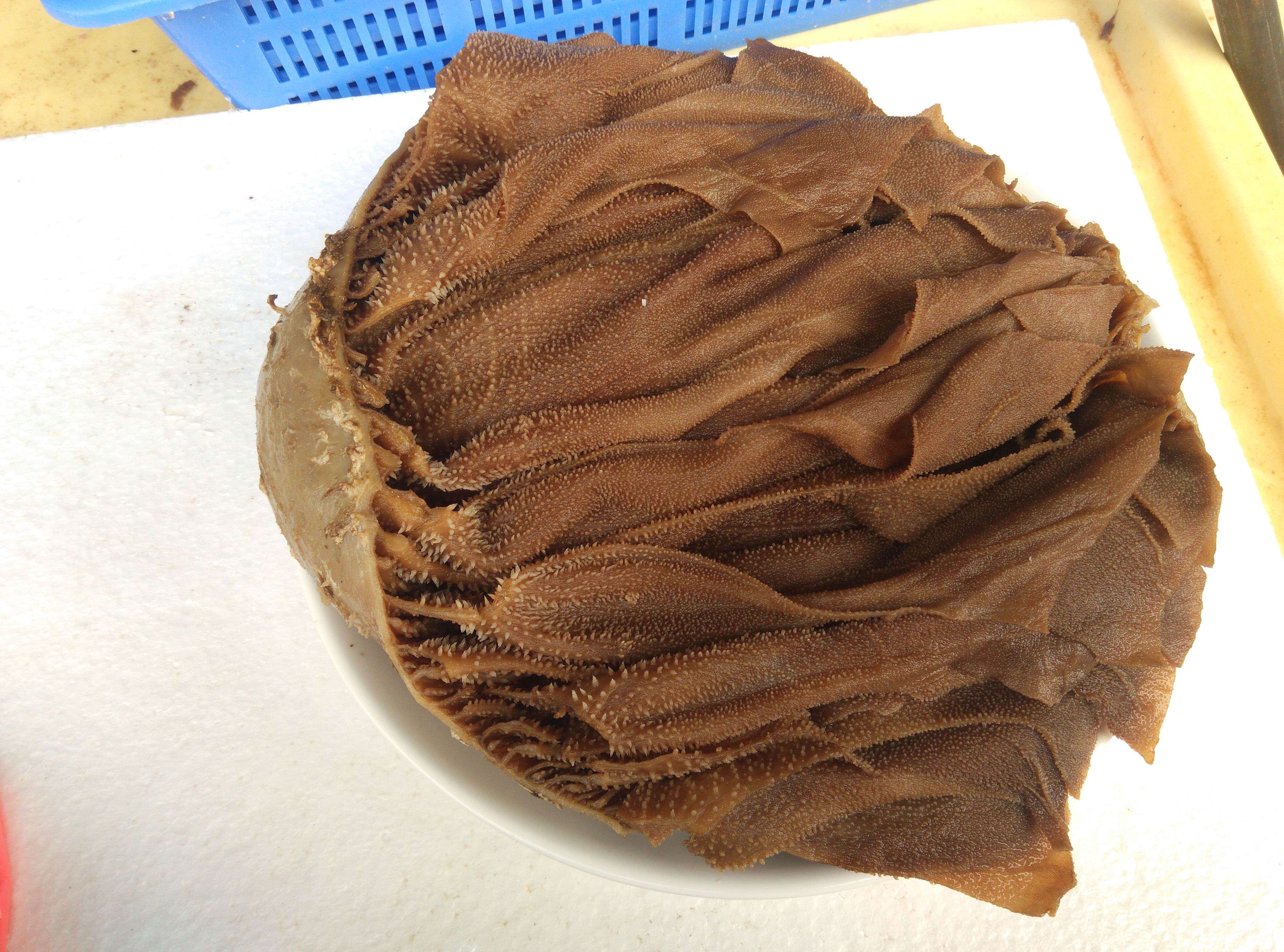 火锅百叶毛肚新鲜5斤装包邮牛毛肚牛牛毛牛肚牛杂类