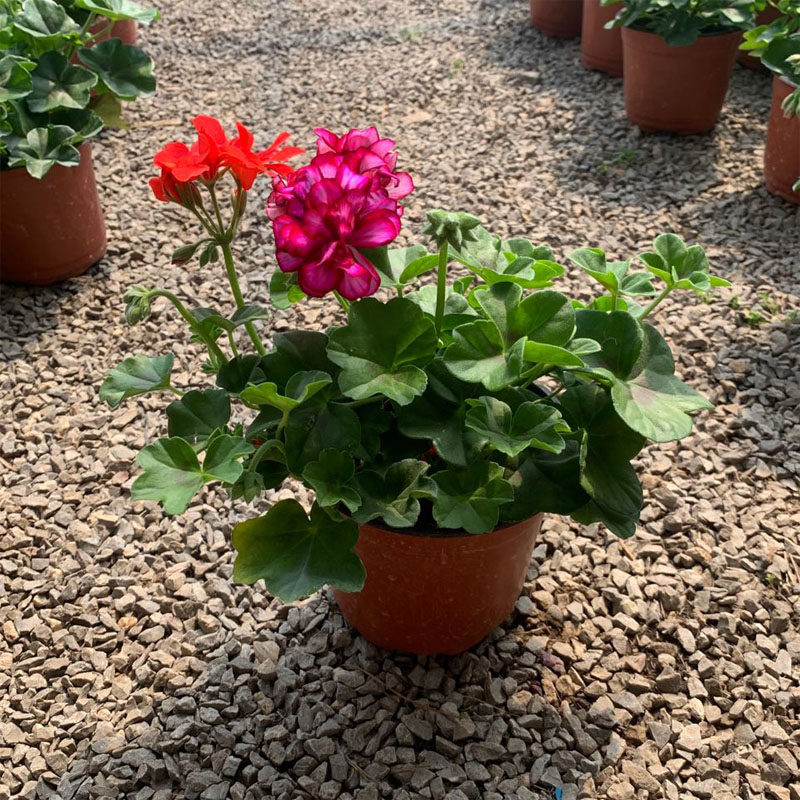 重瓣垂吊天竺葵花花苗夏日玫瑰大花天四季易养花卉
