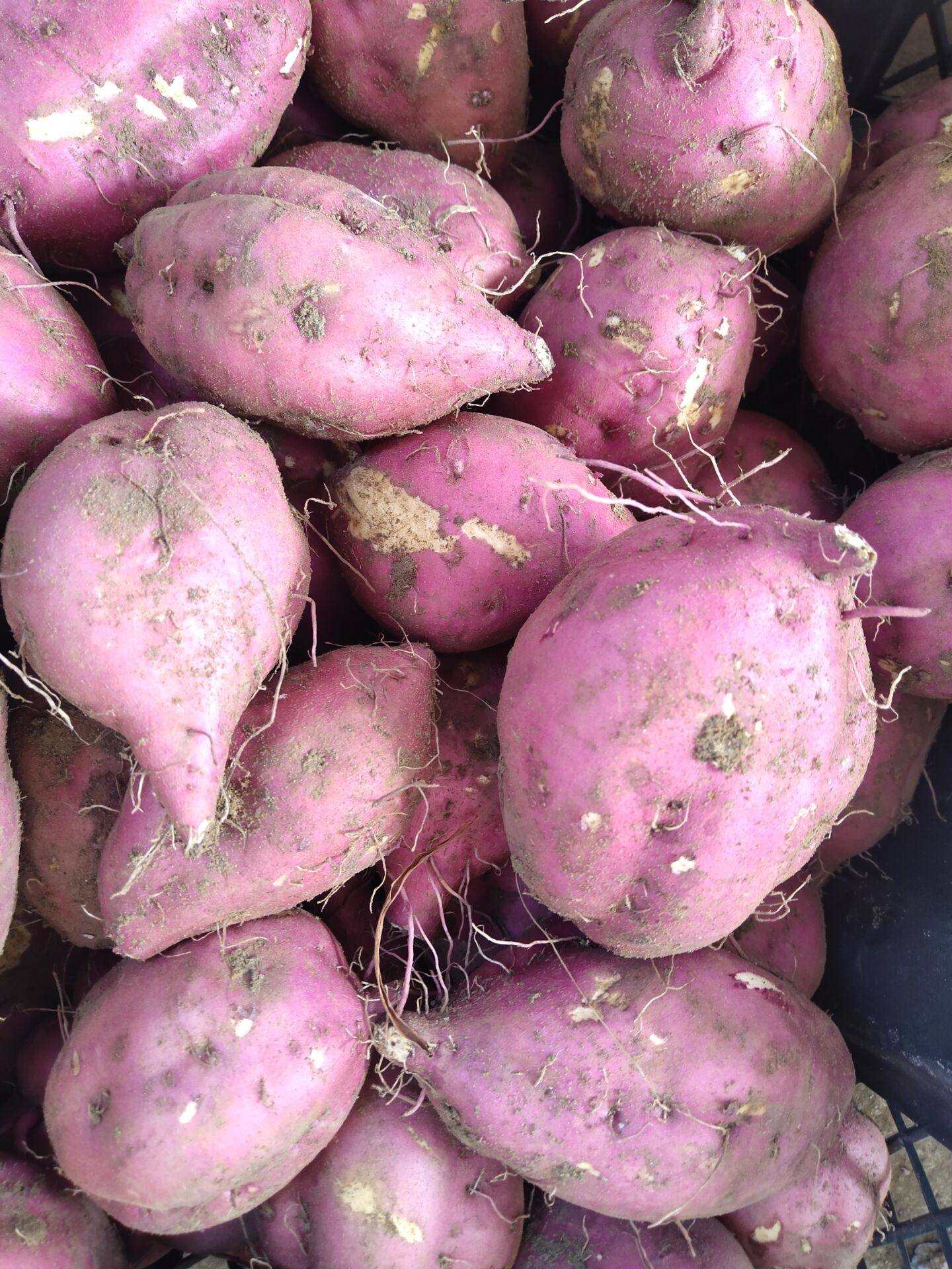 10斤圆果大果含箱海南省澄迈桥头地瓜新鲜红薯番薯