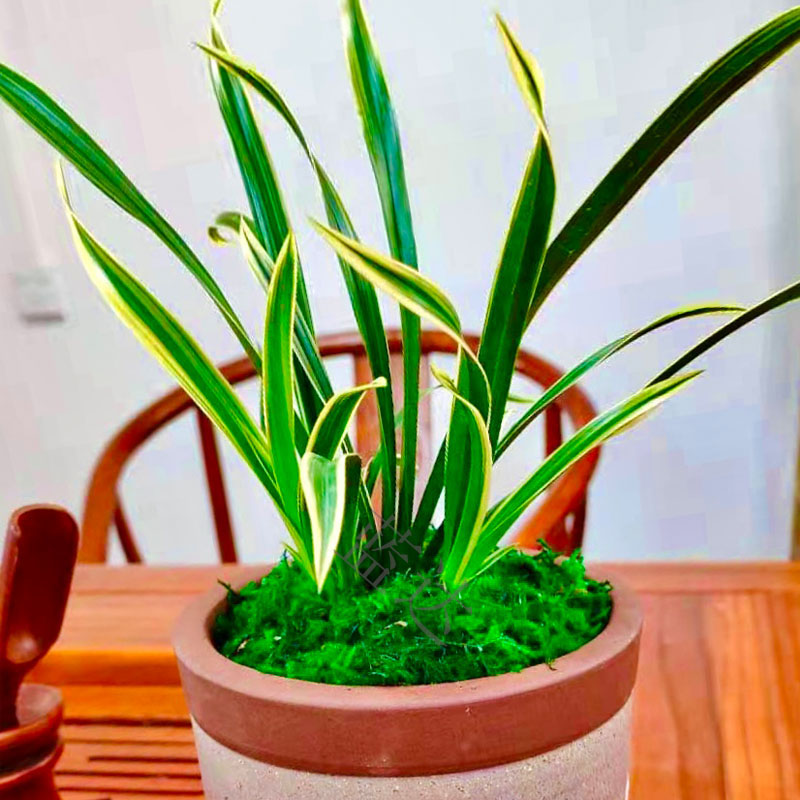 香精品兰花苗室内花卉建兰金边矮种神童冠带时令草本花卉