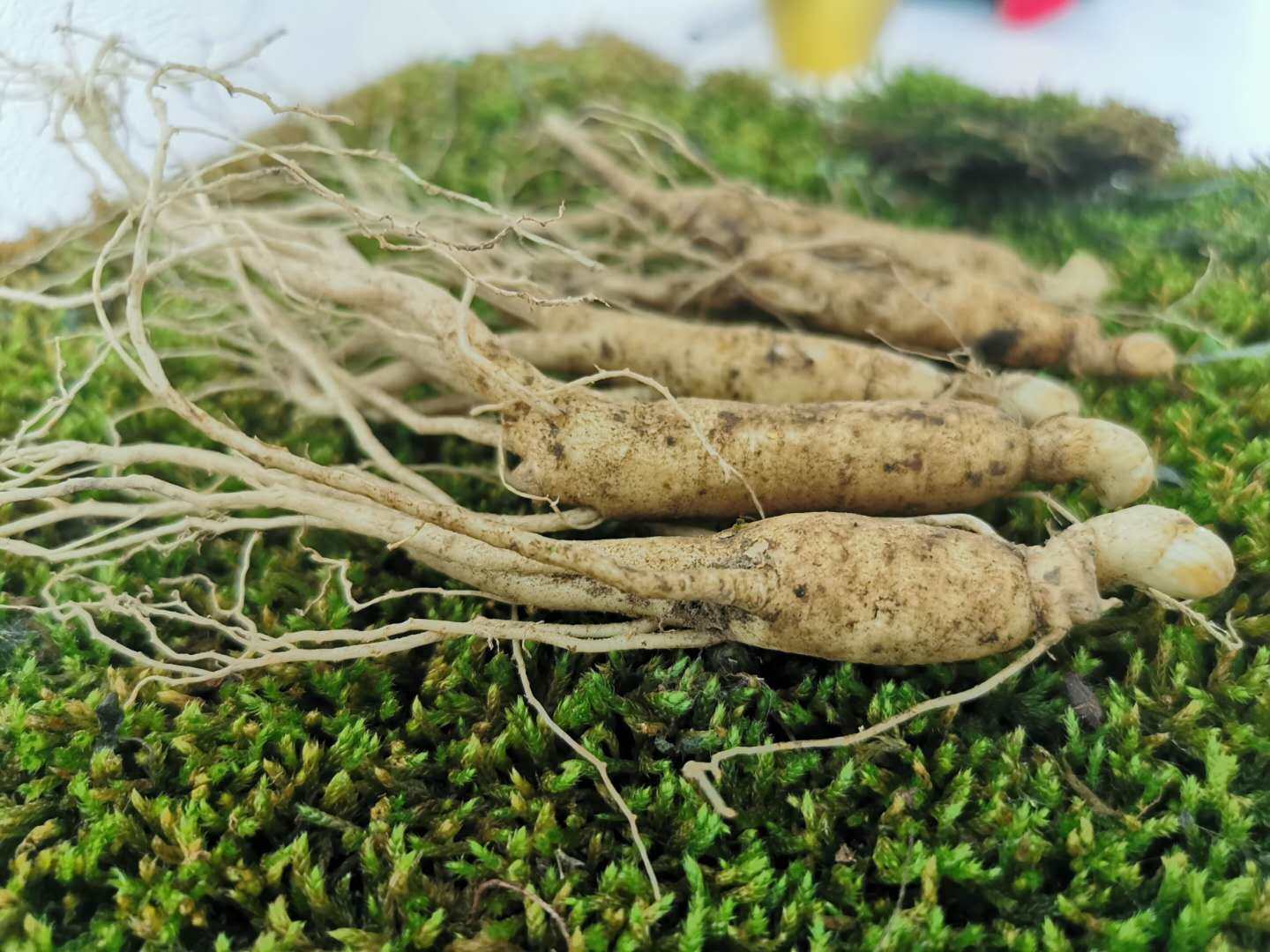 十只包邮长白山人参苗山参苗鲜人参种子送肥料土壤催芽野人参