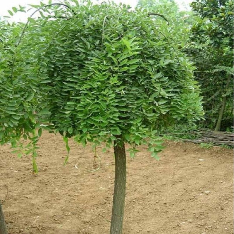 别墅下垂龙爪倒栽垂槐黄金国槐正宗嫁接适宜行道树