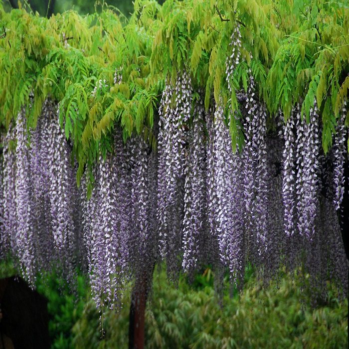 超级耐寒紫藤萝爬藤植物阳台庭院围墙四季盆栽时令草本花卉