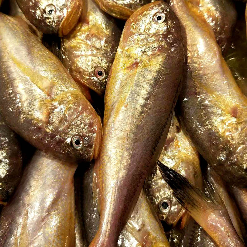 东海大头1720条鲜活黄皮子鱼海纯梅子特大现捕黄鱼