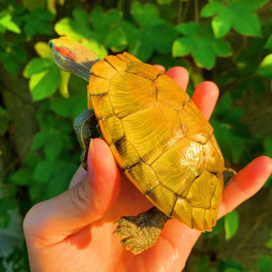 金龟黄金龟招财稀有乌龟情侣网红观赏巴西活体龟