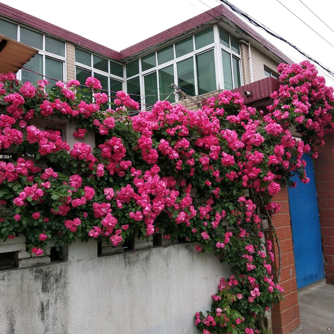 爬藤月季花苗龙宝石安吉拉夏洛特夫人瑞典女王爬墙花卉