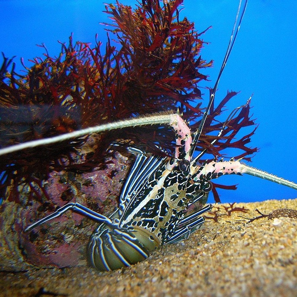 拍下选货顺丰报损白须龙虾海水水缸观赏活体虾