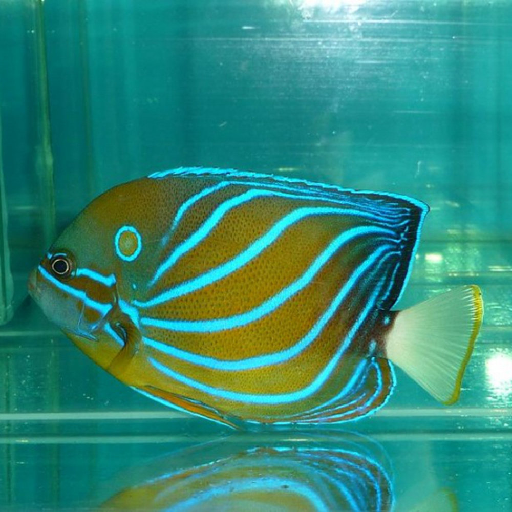 白尾蓝拍下发货神仙类鱼珊瑚鱼水族海水活体包运损鱼