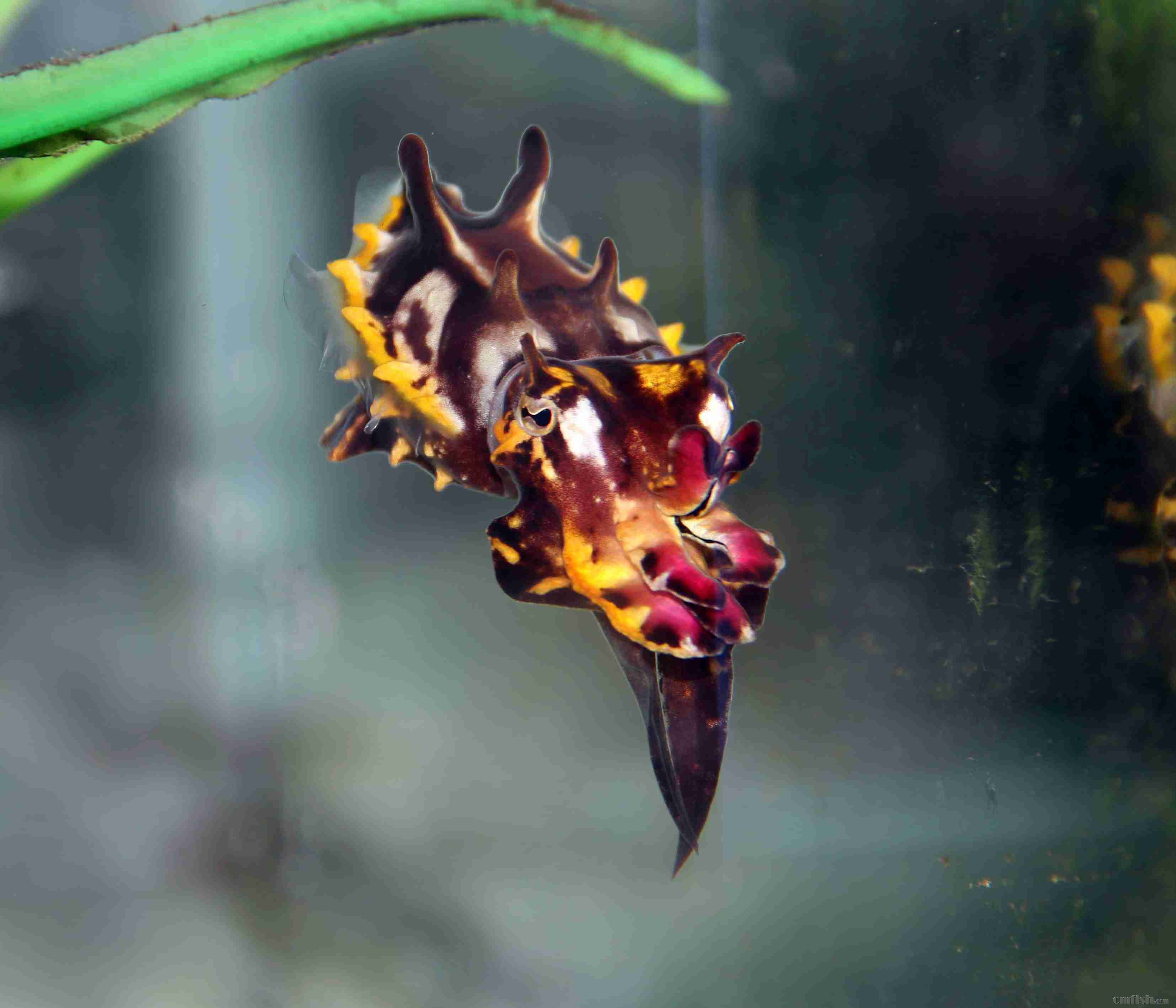 火焰乌贼海洋生物活体观赏鱼海水鱼缸物种水族运损鱼