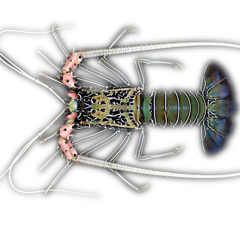 拍下选货顺丰报损白须龙虾海水水缸观赏活体虾