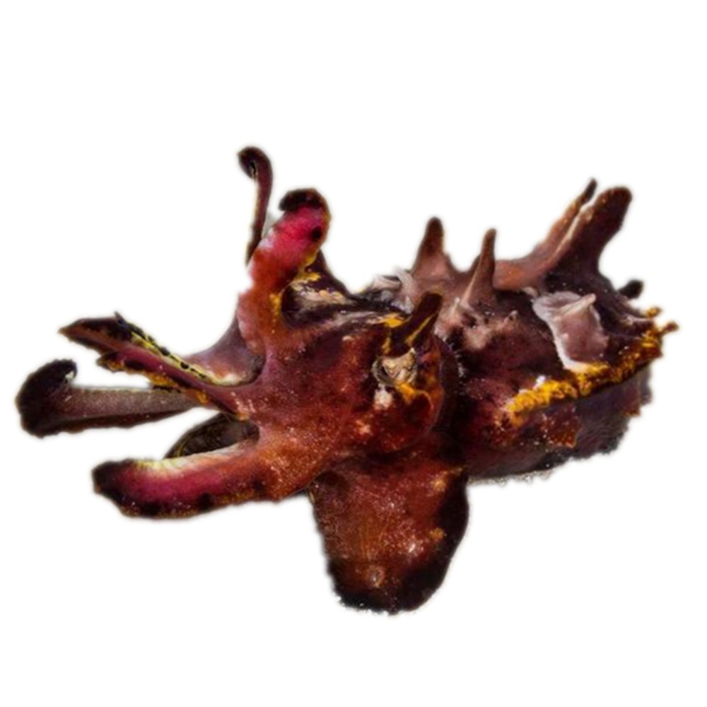 火焰乌贼海洋生物活体观赏鱼海水鱼缸物种水族运损鱼